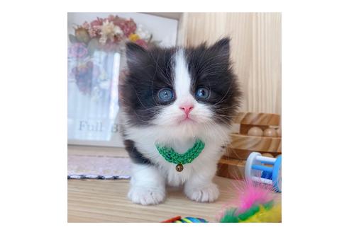 成約済の長野県のミヌエット-19571の3枚目