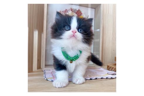 成約済の長野県のミヌエット-19571の2枚目