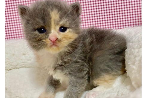 成約済の東京都のサイベリアン-19574の1枚目