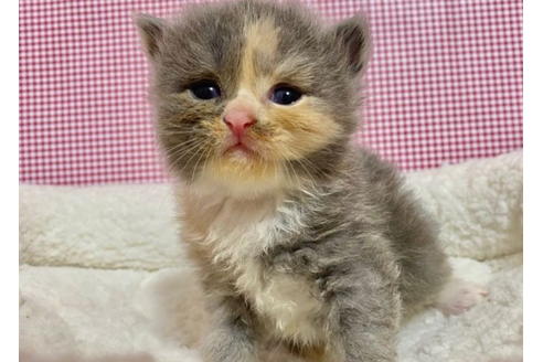 成約済の東京都のサイベリアン-19574の5枚目