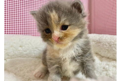 成約済の東京都のサイベリアン-19574の4枚目