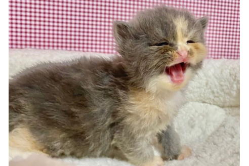 成約済の東京都のサイベリアン-19574の3枚目