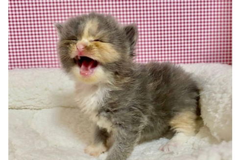 成約済の東京都のサイベリアン-19574の2枚目