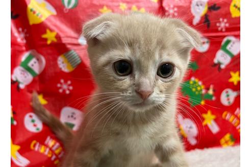 成約済の埼玉県のスコティッシュフォールド-18479の1枚目