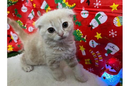 成約済の埼玉県のスコティッシュフォールド-17751の14枚目