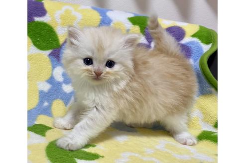成約済の神奈川県のマンチカン-19352の5枚目