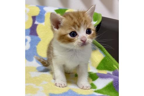 成約済の神奈川県のマンチカン-19349の4枚目