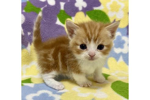 成約済の神奈川県のマンチカン-19351の3枚目