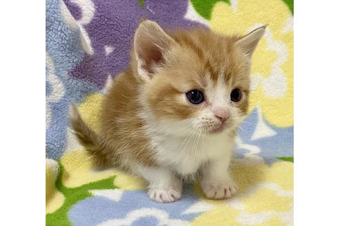 成約済の神奈川県のマンチカン-19351の2枚目