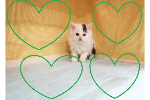 成約済の東京都のスコティッシュフォールド-19640の1枚目