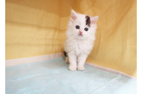 成約済の東京都のスコティッシュフォールド-19640の2枚目