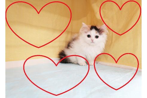 成約済の東京都のラガマフィン-19642の1枚目