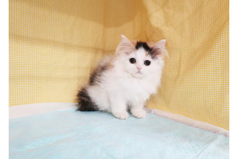 成約済の東京都のラガマフィン-19642の2枚目