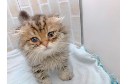 成約済の東京都のスコティッシュフォールド-19685の9枚目