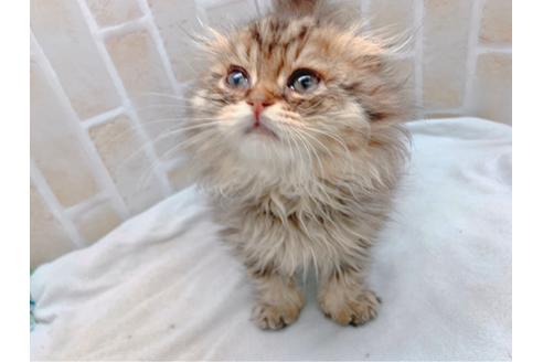 成約済の東京都のスコティッシュフォールド-19685の1枚目