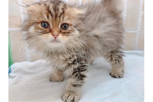 成約済の東京都のスコティッシュフォールド-19685の2枚目