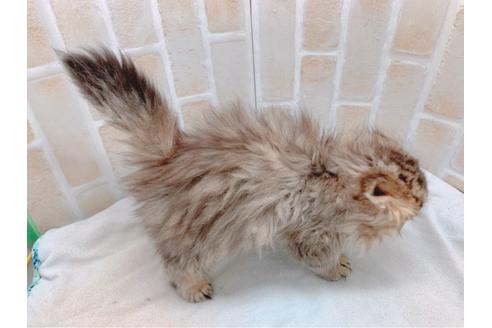 成約済の東京都のスコティッシュフォールド-19685の3枚目