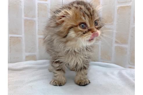 成約済の東京都のスコティッシュフォールド-19685の4枚目