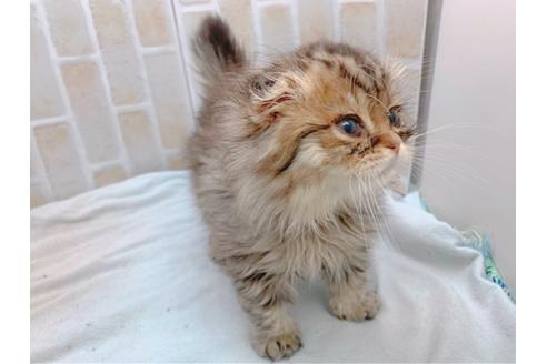 成約済の東京都のスコティッシュフォールド-19685の5枚目