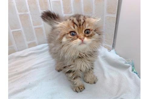 成約済の東京都のスコティッシュフォールド-19685の6枚目