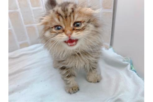 成約済の東京都のスコティッシュフォールド-19685の7枚目