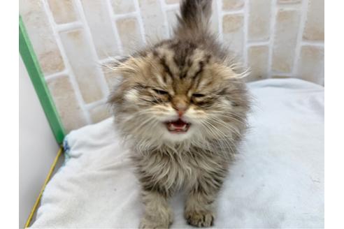 成約済の東京都のスコティッシュフォールド-19685の8枚目