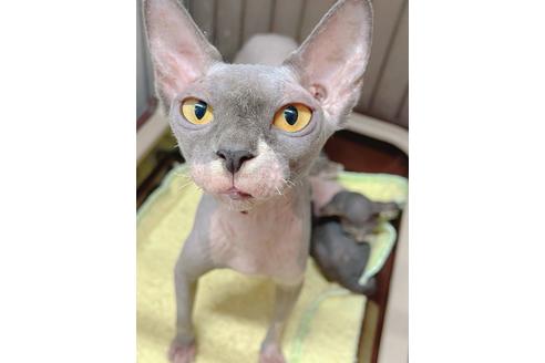 成約済の東京都のスフィンクス-19704の4枚目