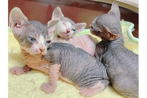 成約済の東京都のスフィンクス-19704の5枚目