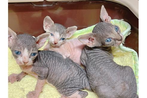 成約済の東京都のスフィンクス-19704