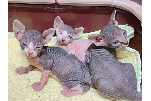 成約済の東京都のスフィンクス-19704の6枚目