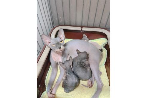 成約済の東京都のスフィンクス-19704の2枚目