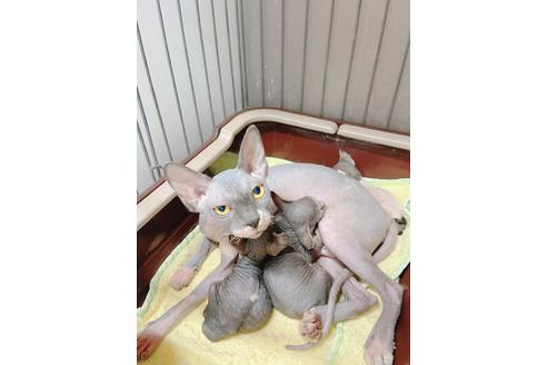 成約済の東京都のスフィンクス-19704の3枚目