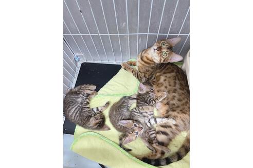 成約済の東京都のトイガー-19703の3枚目