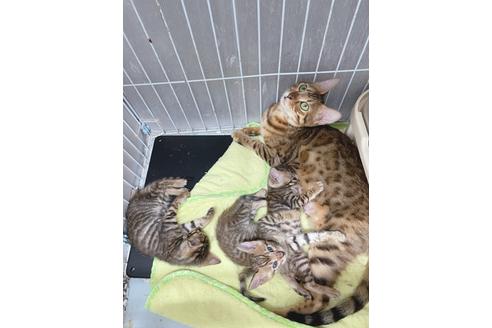 成約済の東京都のトイガー-19703の4枚目