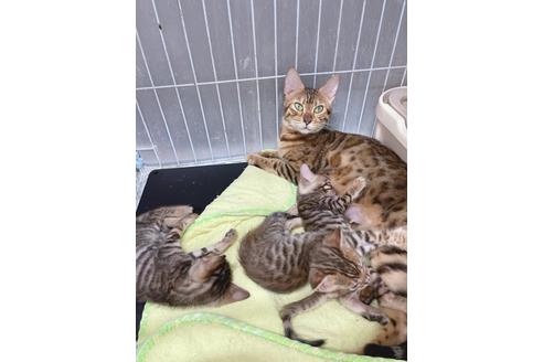 成約済の東京都のトイガー-19703の5枚目