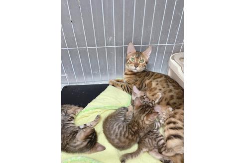 成約済の東京都のトイガー-19703の6枚目