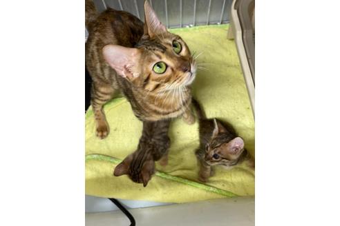 成約済の東京都のトイガー-19703の7枚目