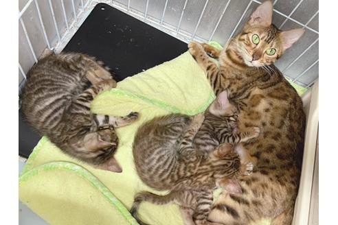 成約済の東京都のトイガー-19703