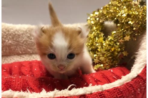 成約済の千葉県のその他の猫種-19985の1枚目