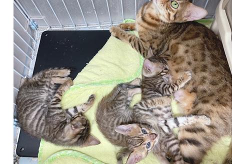 成約済の東京都のトイガー-19703の2枚目