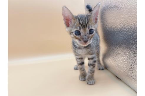 成約済の東京都のトイガー-19742