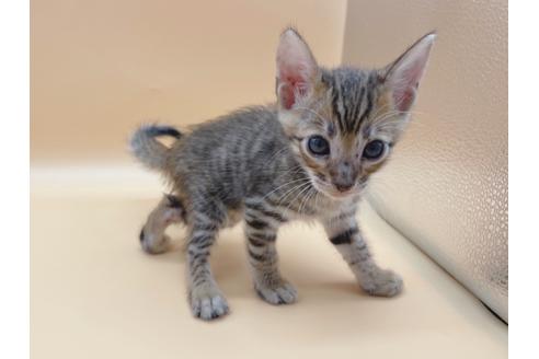 成約済の東京都のトイガー-19742の2枚目