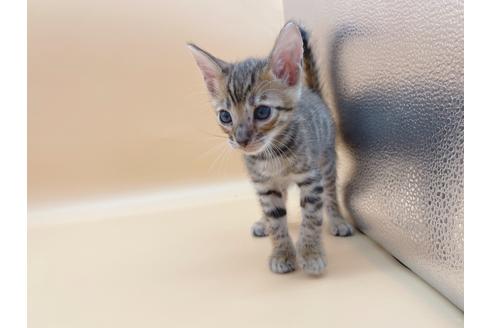 成約済の東京都のトイガー-19742の3枚目