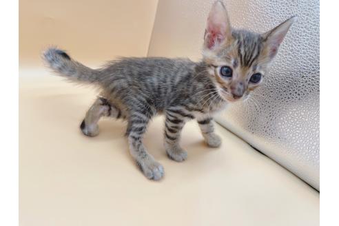 成約済の東京都のトイガー-19742の4枚目