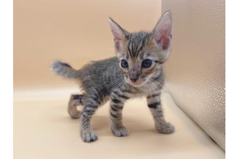 成約済の東京都のトイガー-19742の6枚目