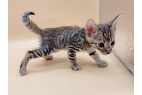 成約済の東京都のトイガー-19742の7枚目