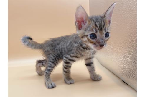 成約済の東京都のトイガー-19742の8枚目