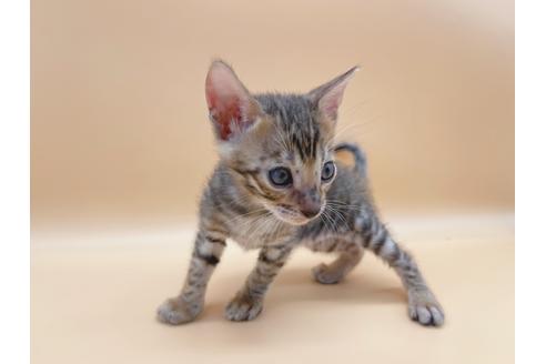 成約済の東京都のトイガー-19744の4枚目