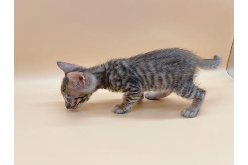 成約済の東京都のトイガー-19744の5枚目