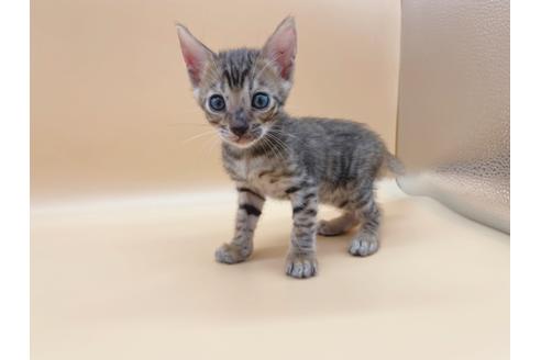 成約済の東京都のトイガー-19744の6枚目